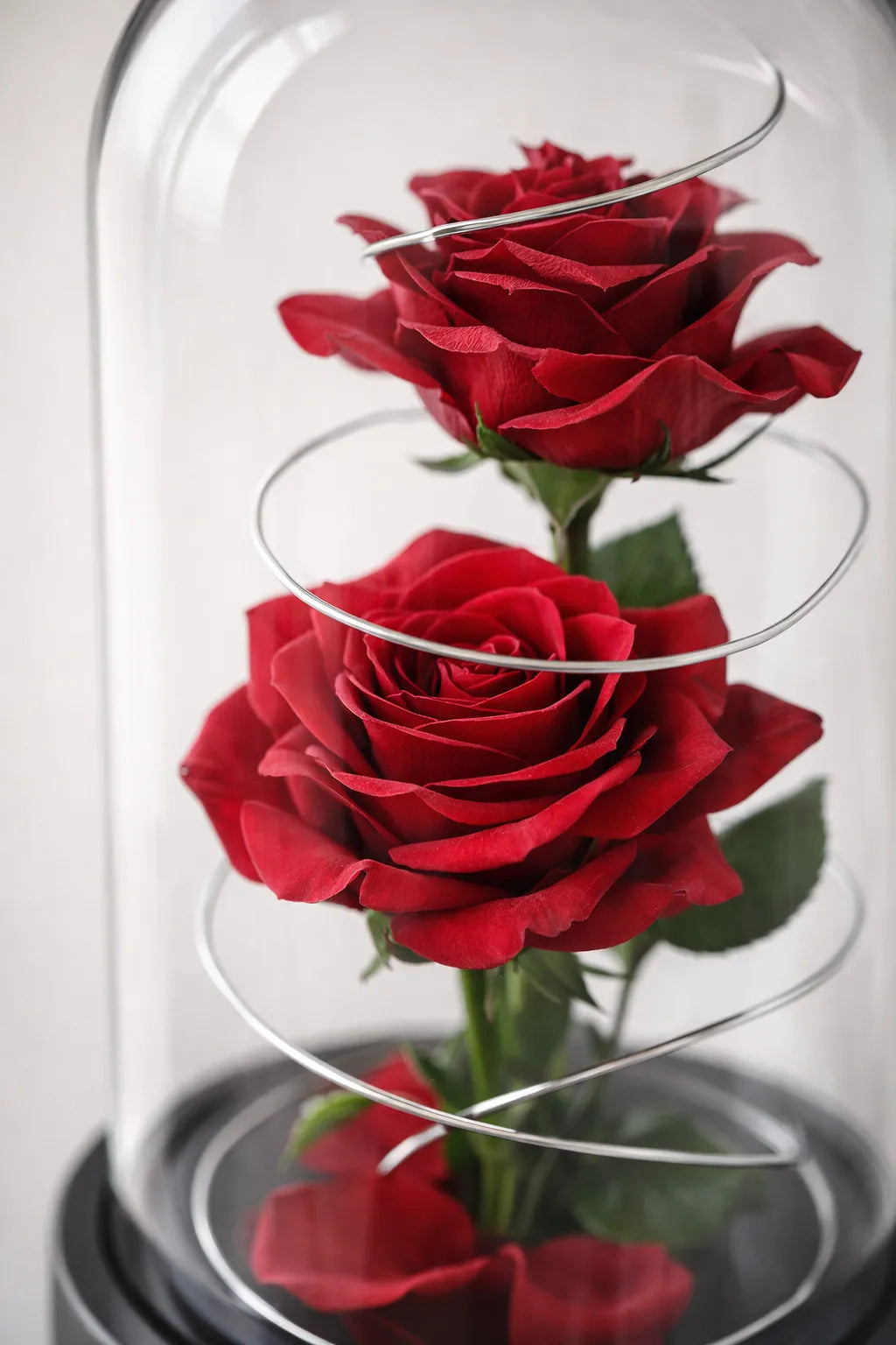 Rose Éternelle Royale